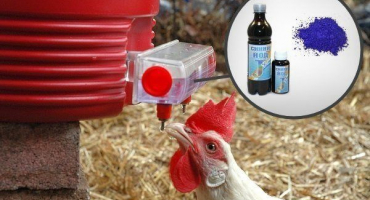 Methylenová modř - antiseptikum pro léčbu nemocí u kuřat